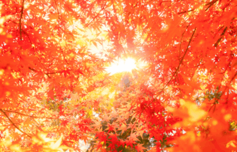 詳細ページダミー画像